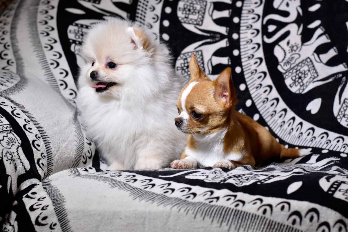 Маленькая чихуахуа мини