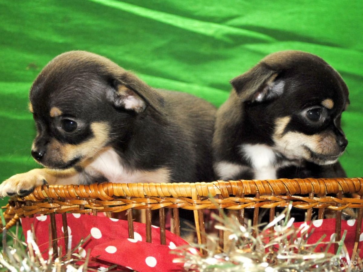 Чихуахуа мини Беби фейс