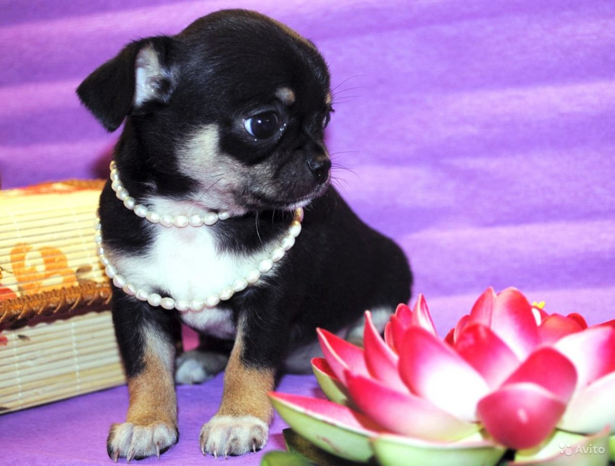 Чихуахуа Соболь Беби фейс