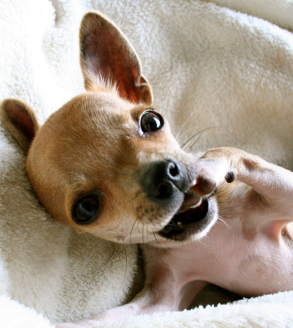 Чихуахуа красивая принцесса