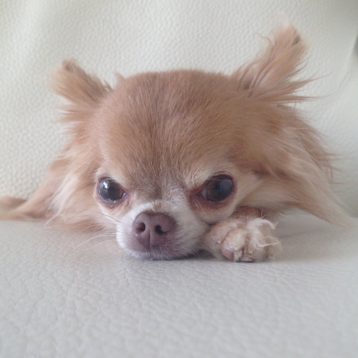 Мексиканский чихуахуа голубой