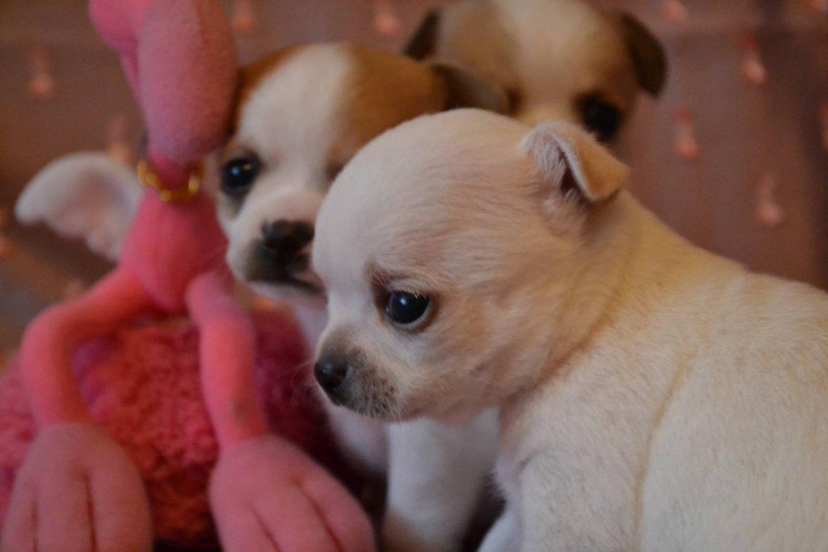 Щенки чихуахуа Беби фейс