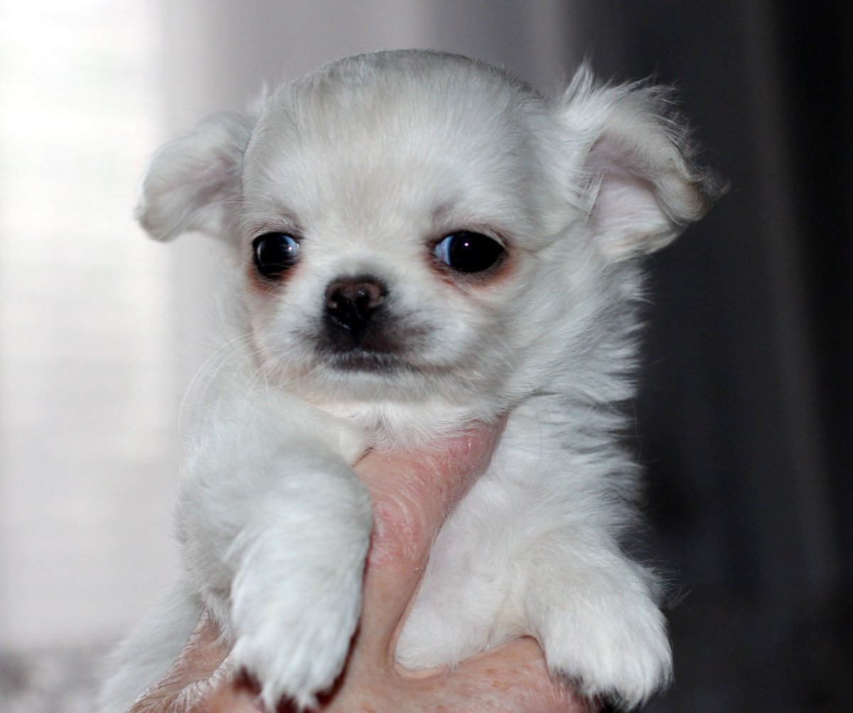 Чихуахуа гладкошерстные