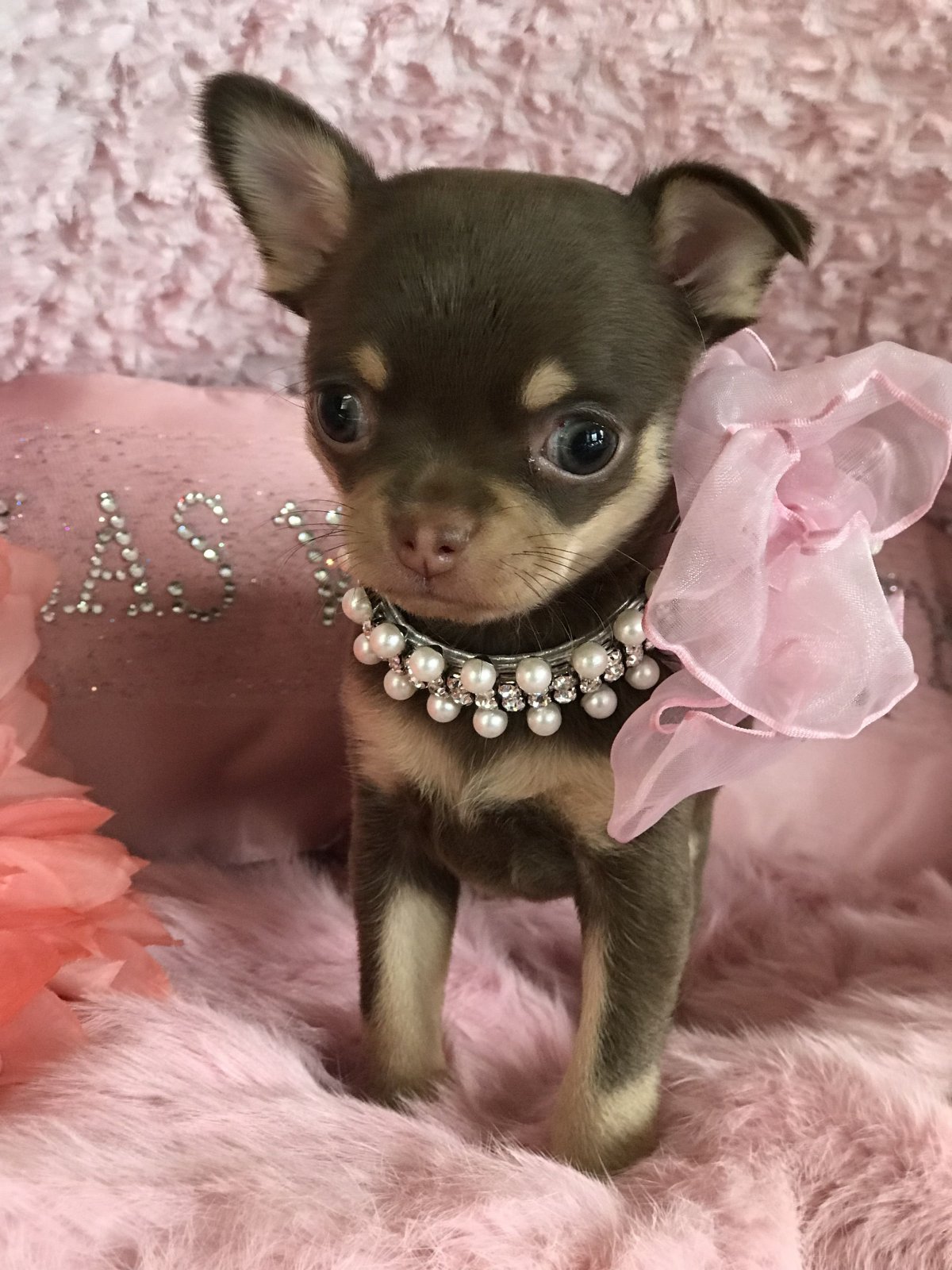 Чихуа чёрный Беби фейс