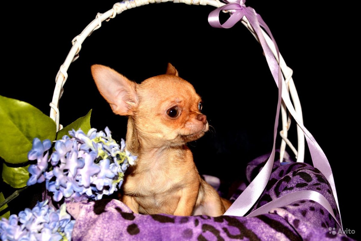 Чихуахуа кобби длинношерстный стандарт