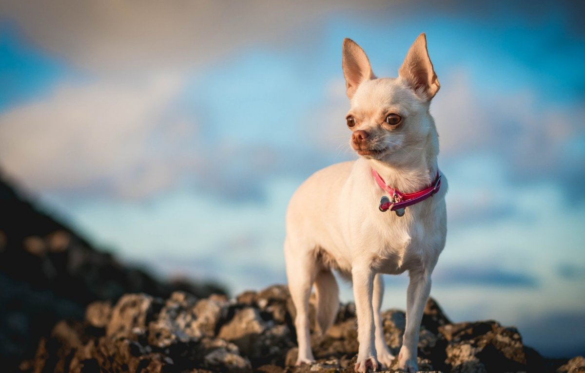 Чихуахуа мини