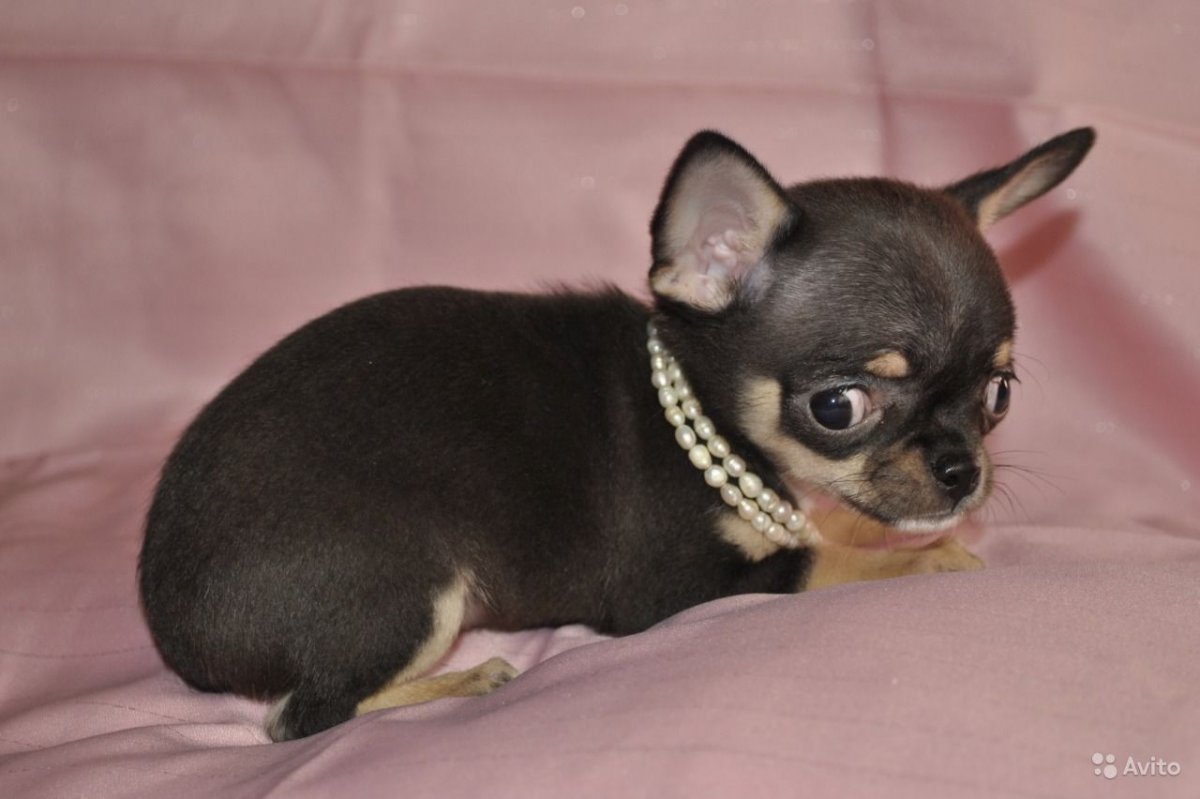 Чихуа Беби фейс