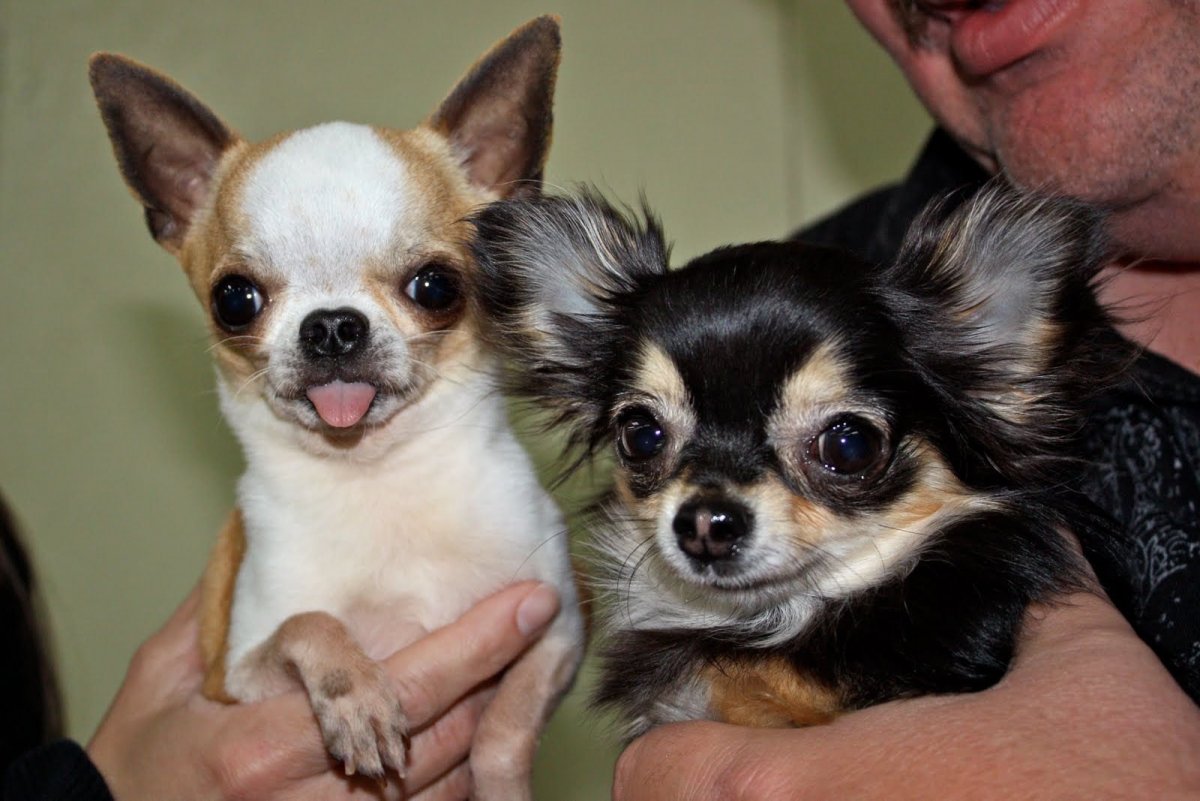 Чихуахуа микро взрослый