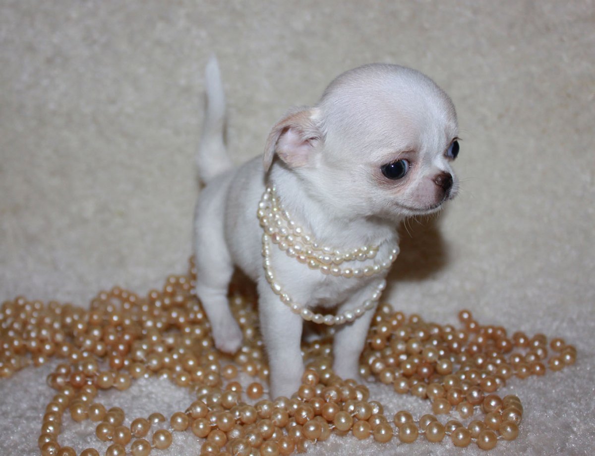 Чихуахуа кобби микро