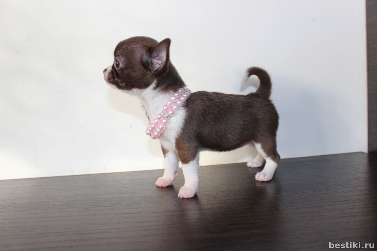 Чихуа Беби фейс