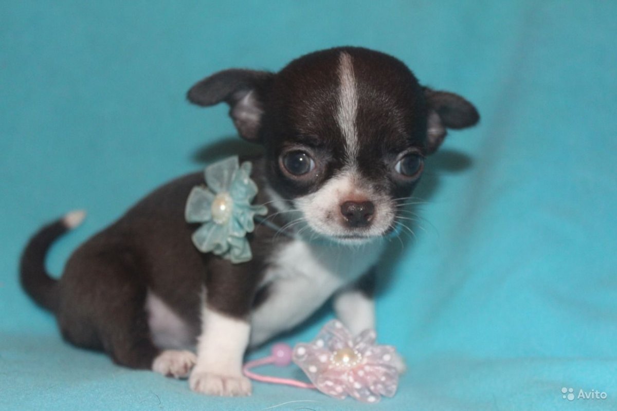 Чихуахуа Беби фейс прикус