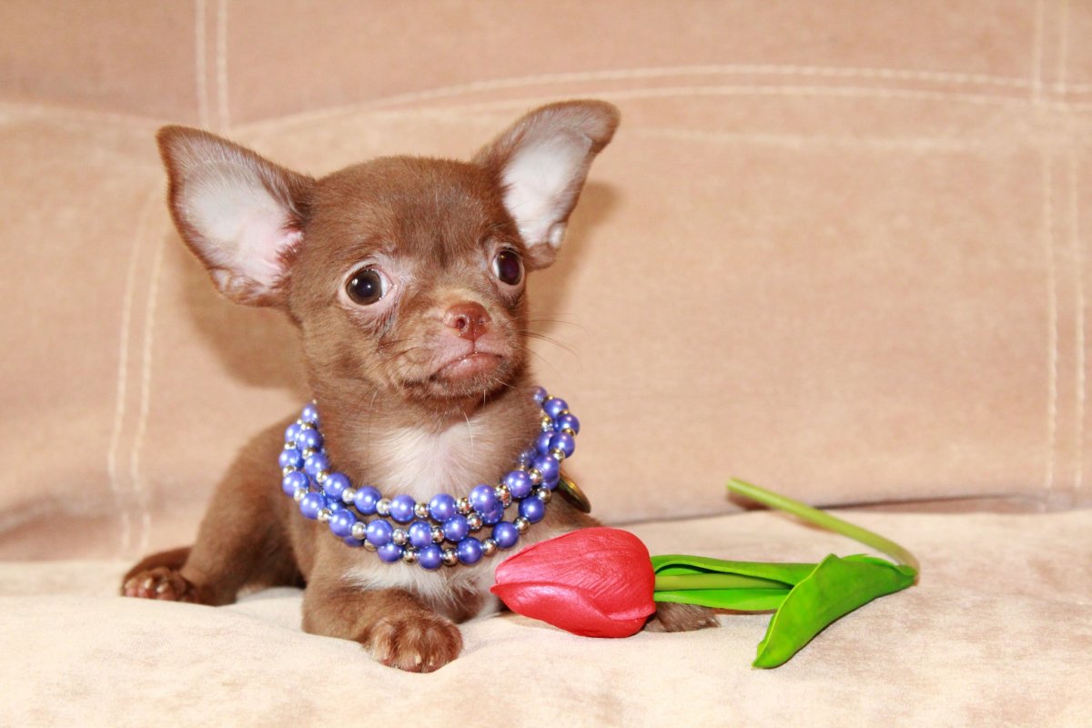 Бест чихуахуа шоколадно-подпалый мальчик чихуахуа