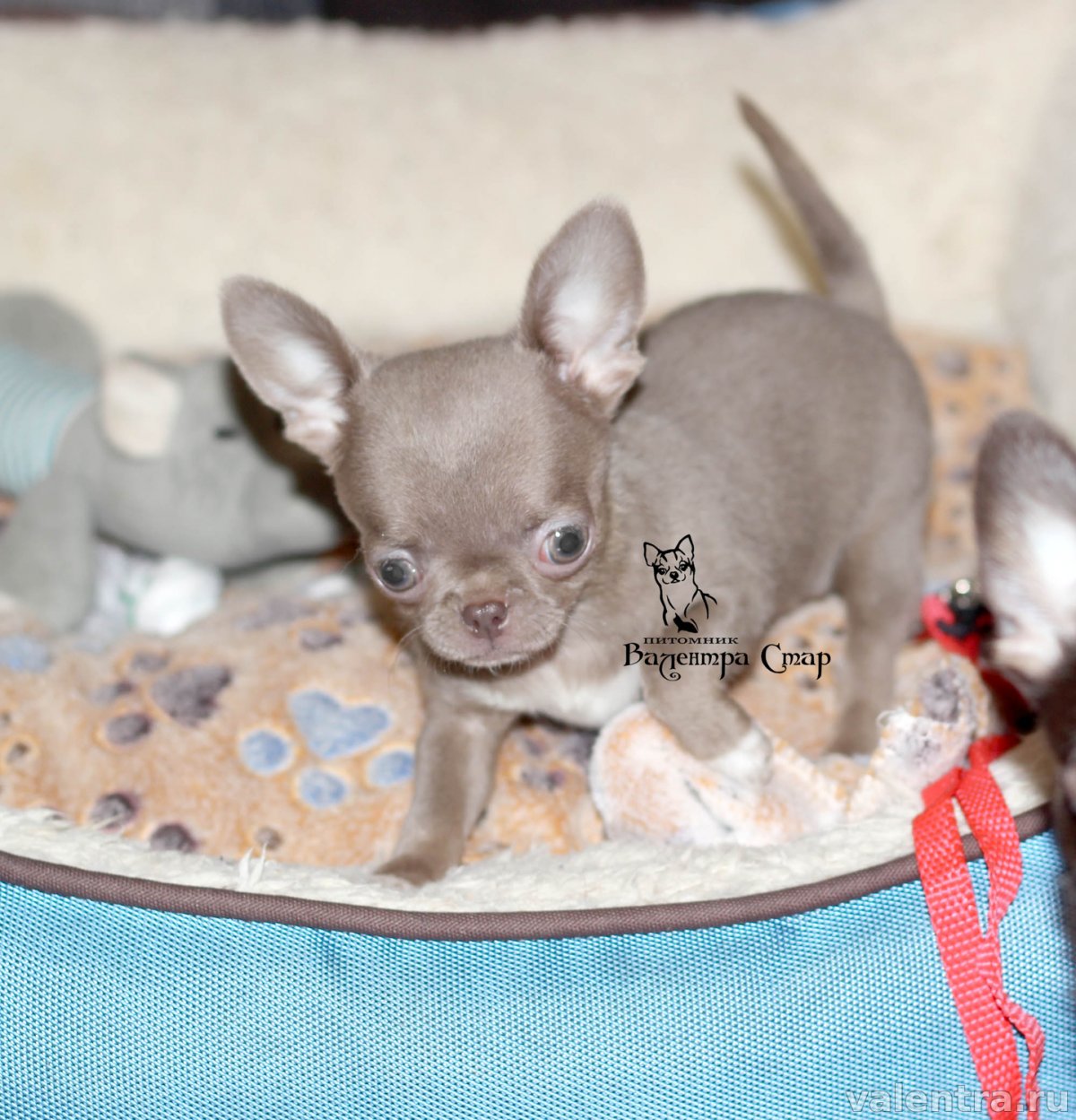 Чихуахуа бобо