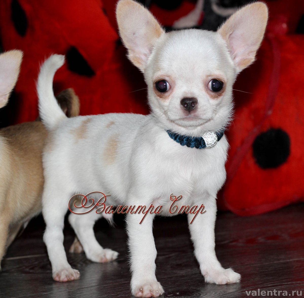 Маленькие милые собачки чихуахуа