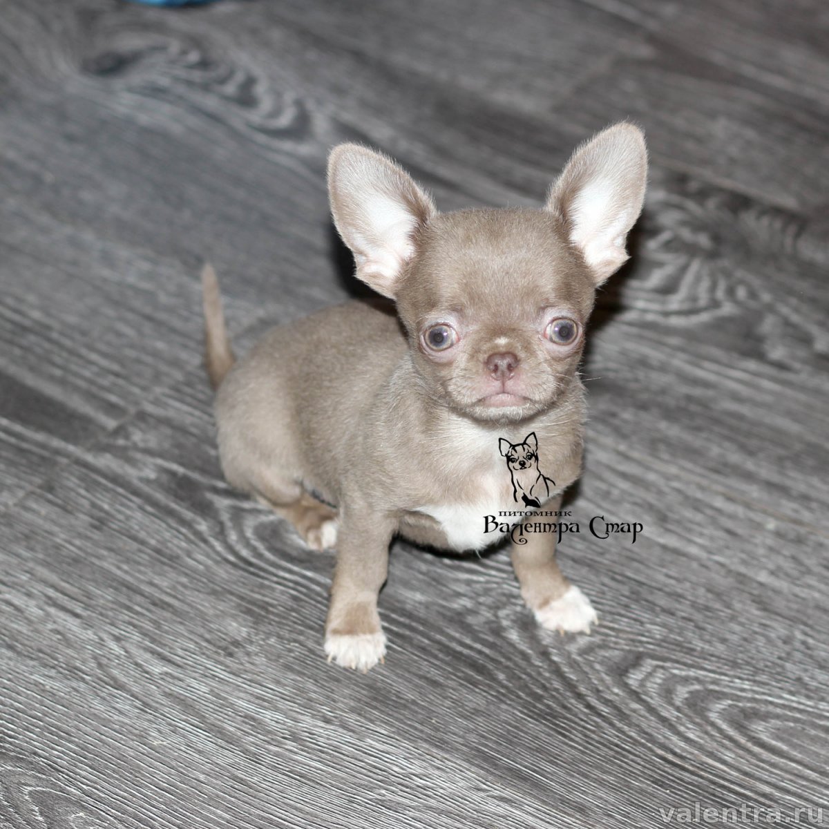 Собака чихуахуа короткошерстная