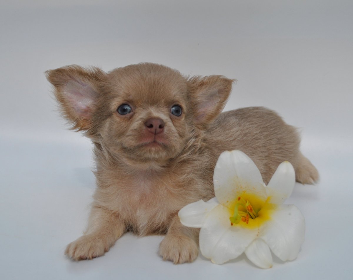 Чихуахуа Хуа пушистая