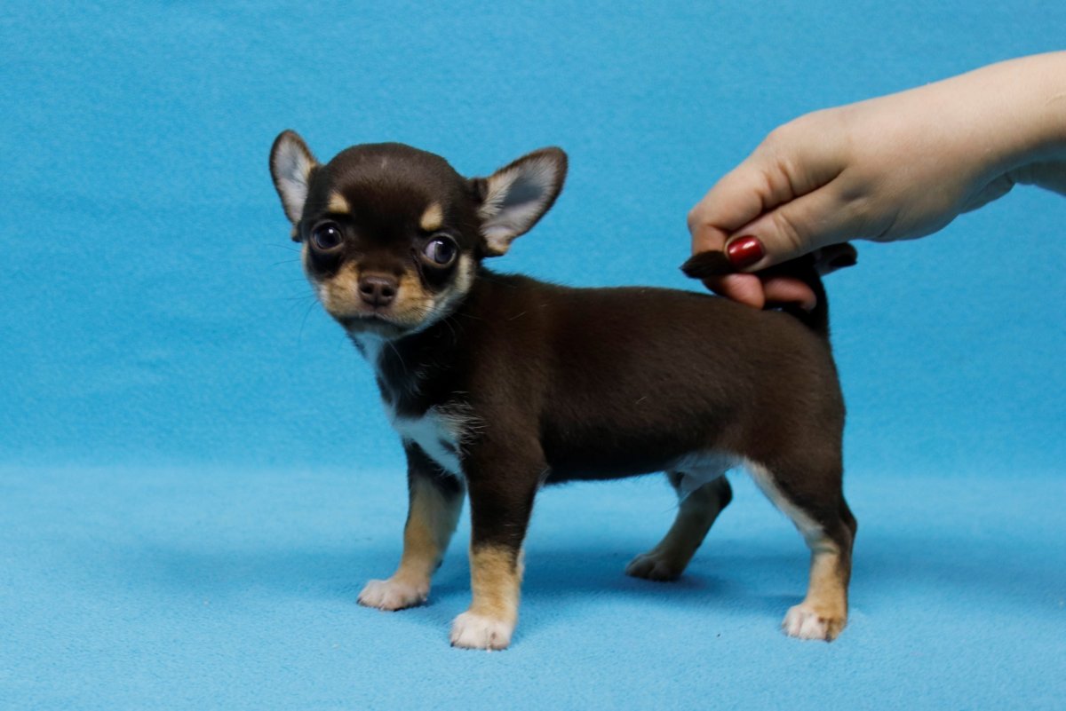 Чихуахуа лохматая