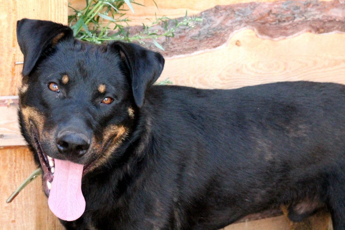 Доберман ротвейлер и овчарка