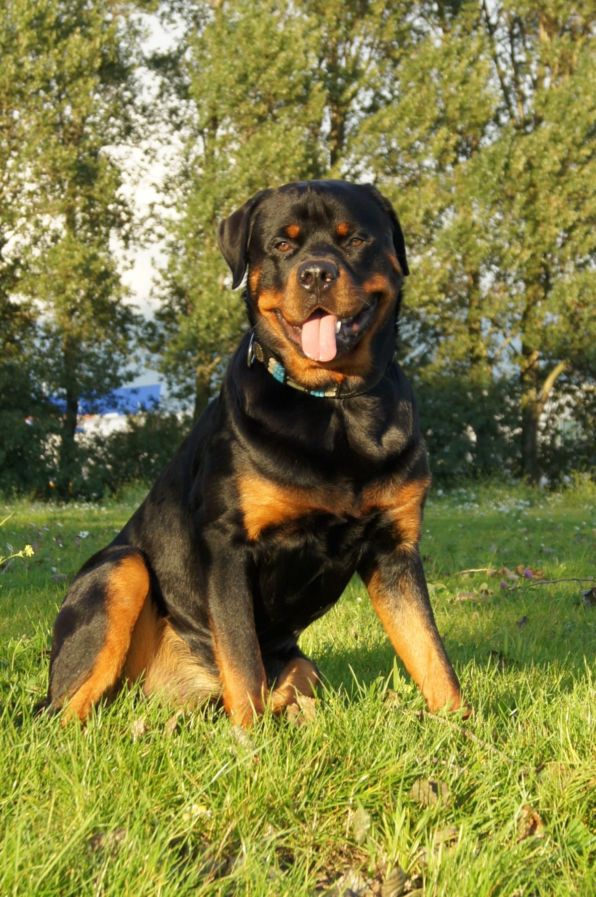 Ротвейлер Грозный