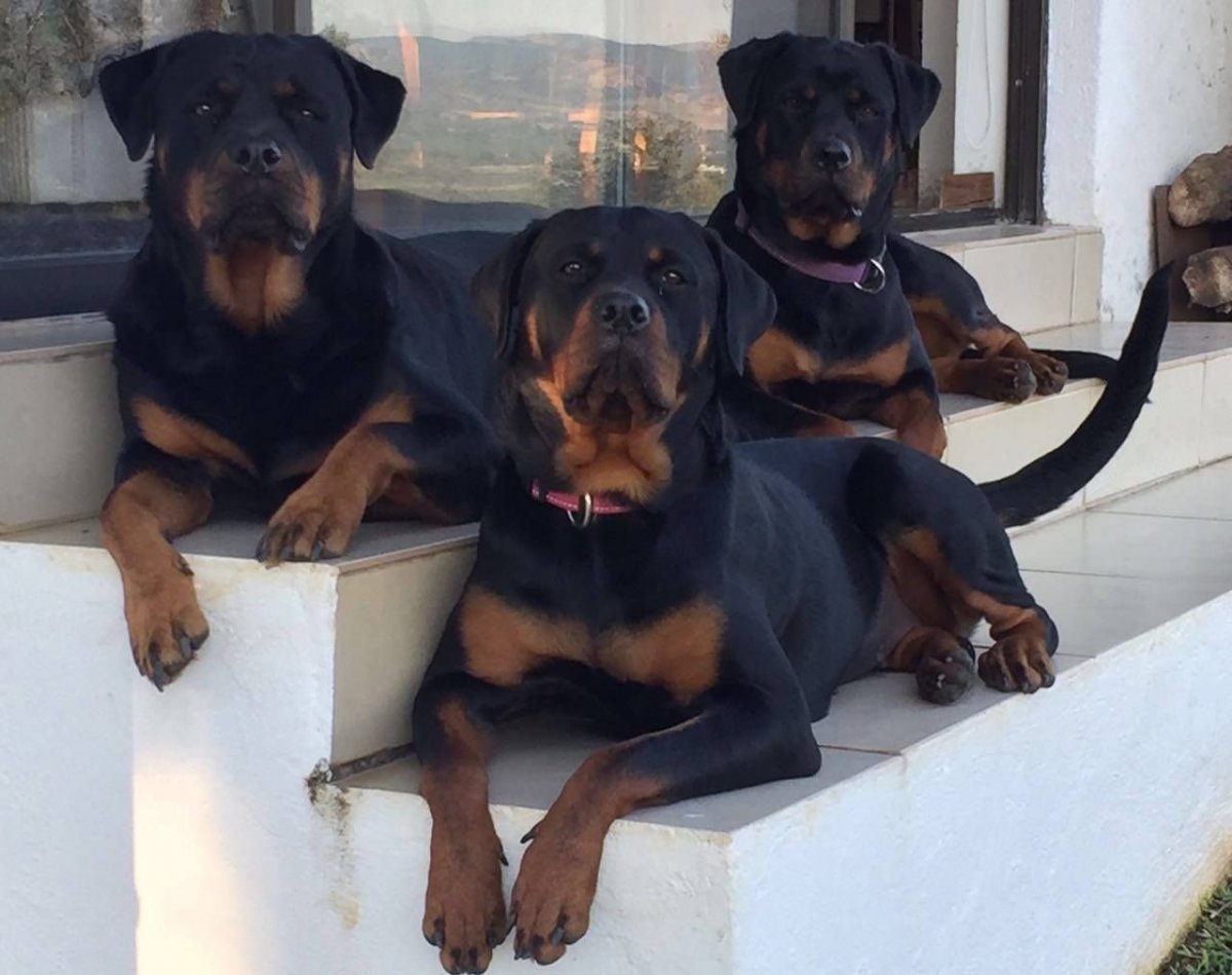 Метис Корсо и ротвейлера