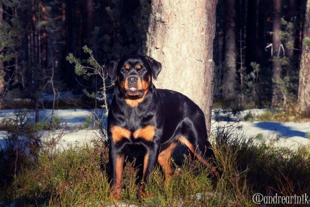 Смесь ротвейлера и немецкой овчарки