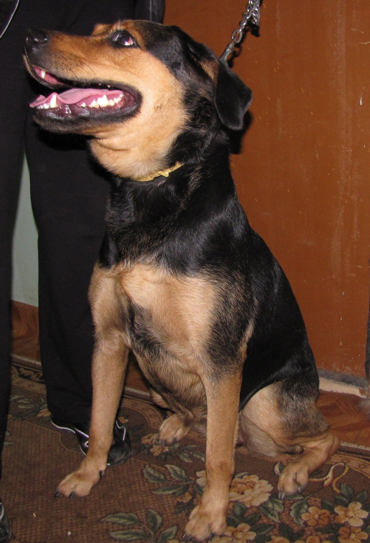 Ротвейлер Стаффорд немецкая овчарка