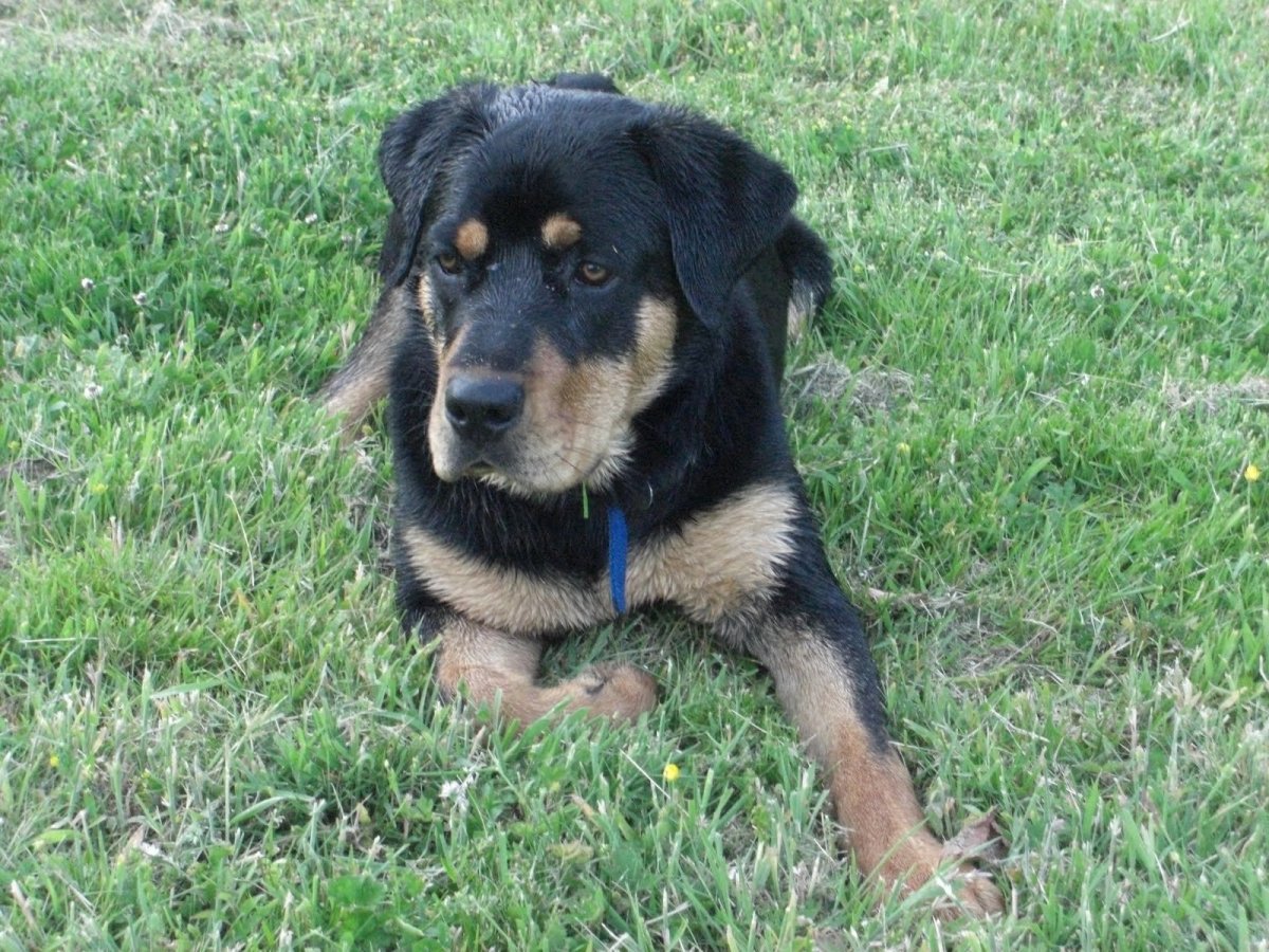 Лабрадор ретривер и ротвейлер