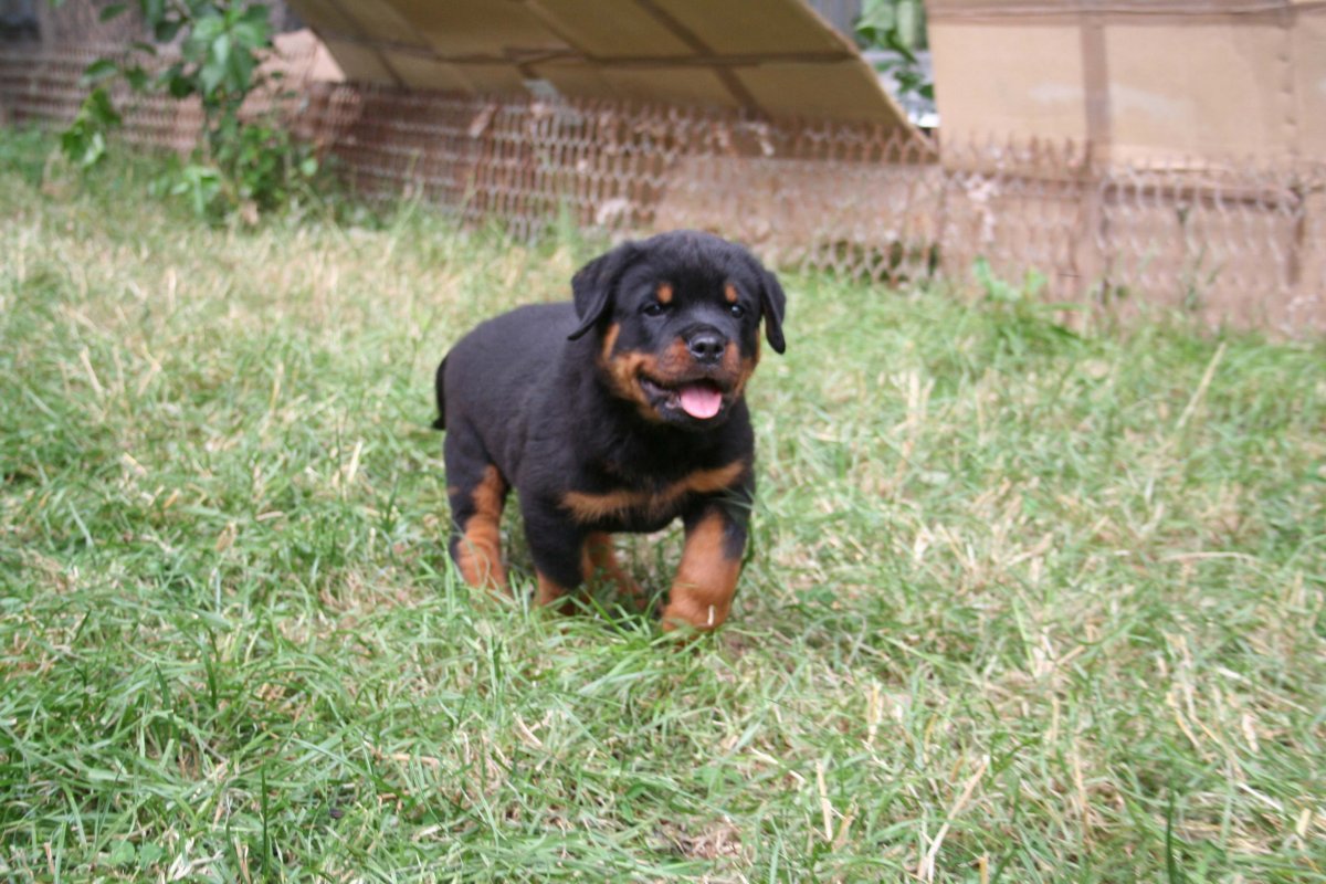 Метис хаски и ротвейлера