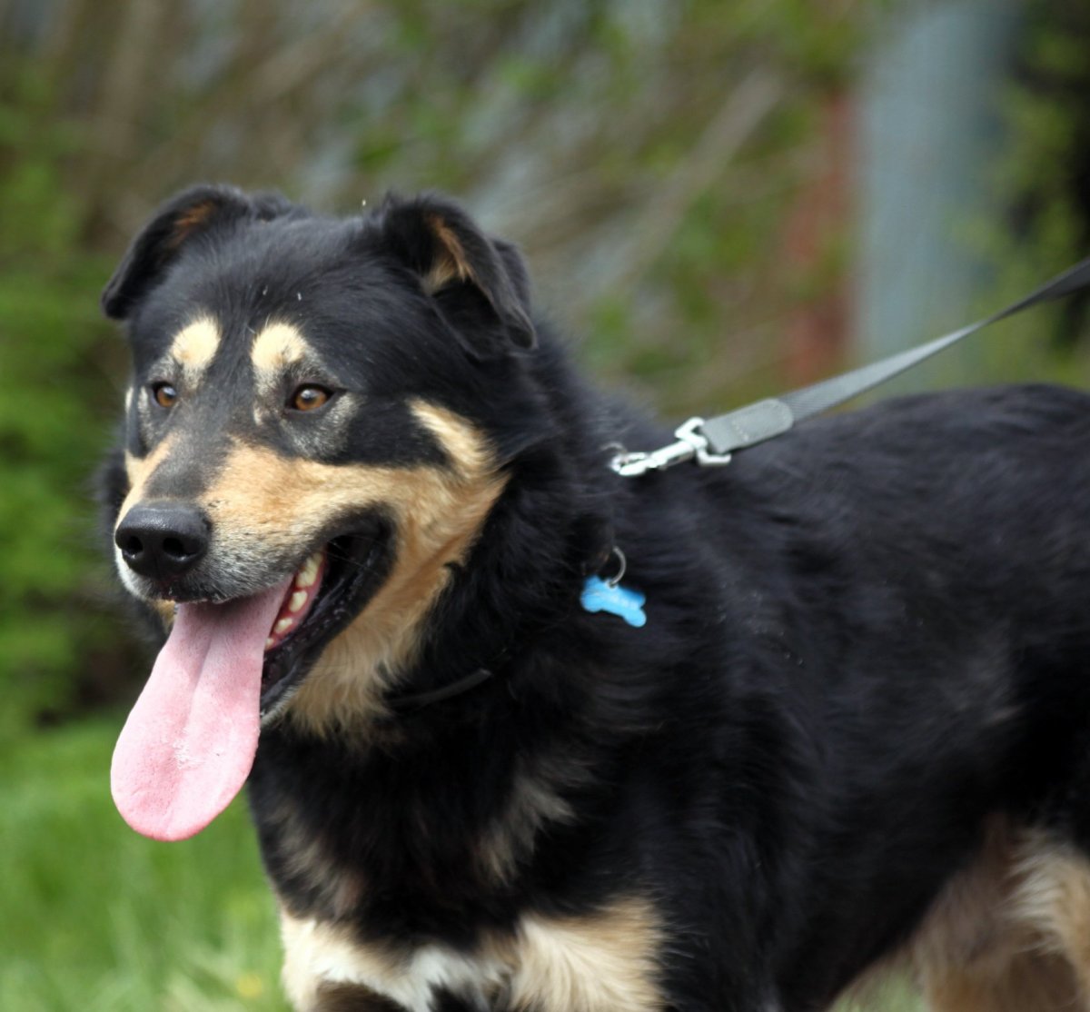 Порода Малховер