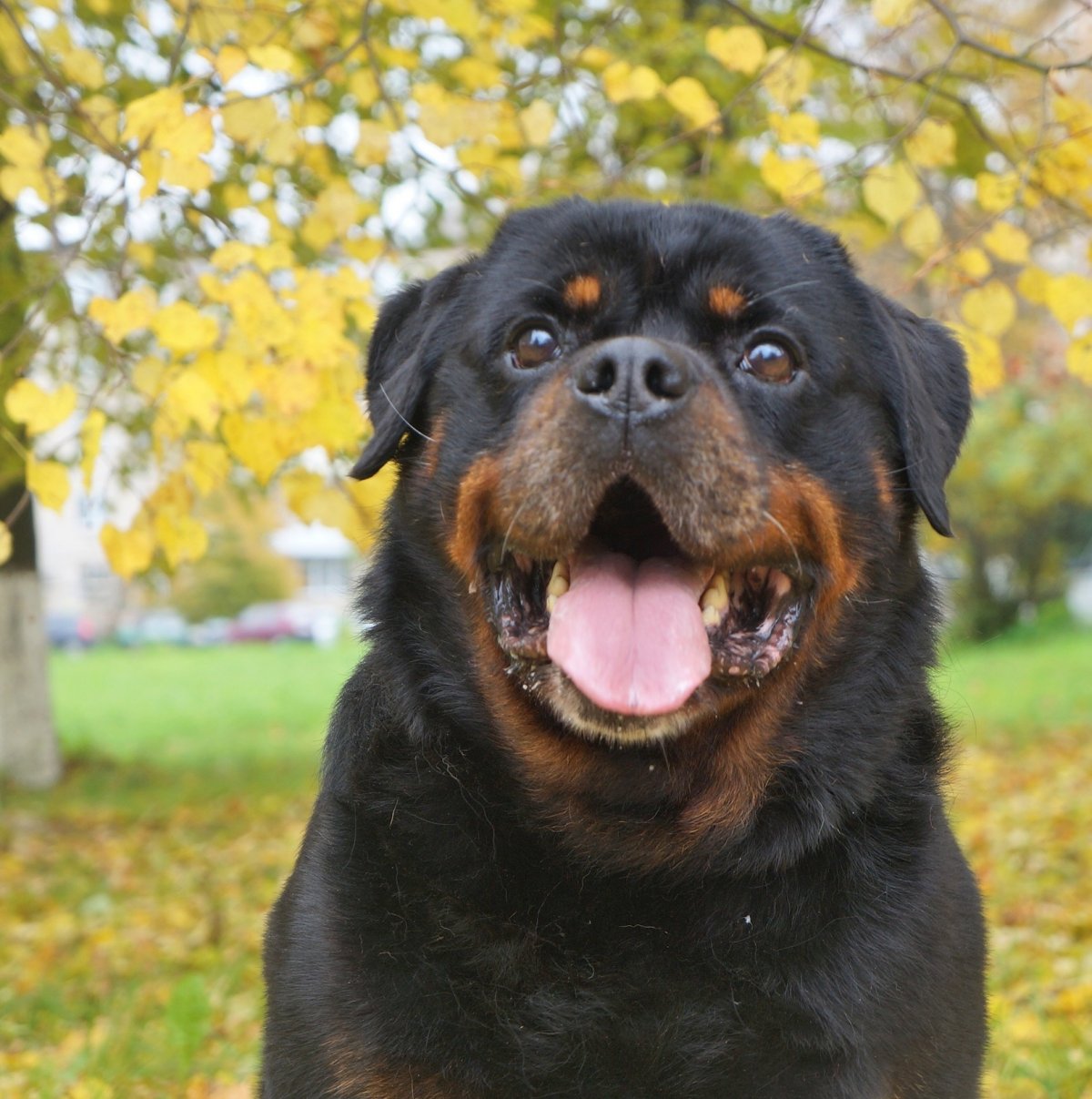 Уилл Смит и ротвейлеры