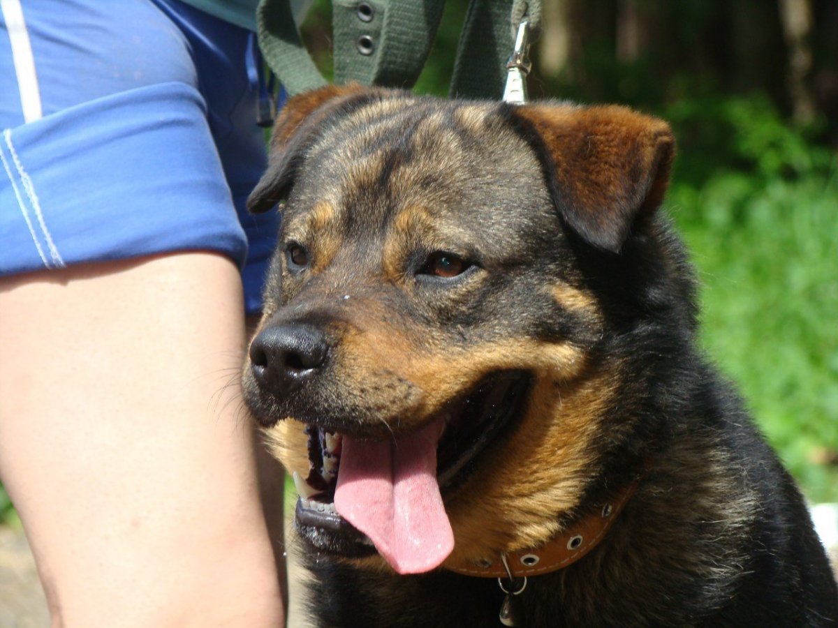 Смесь добермана и ротвейлера