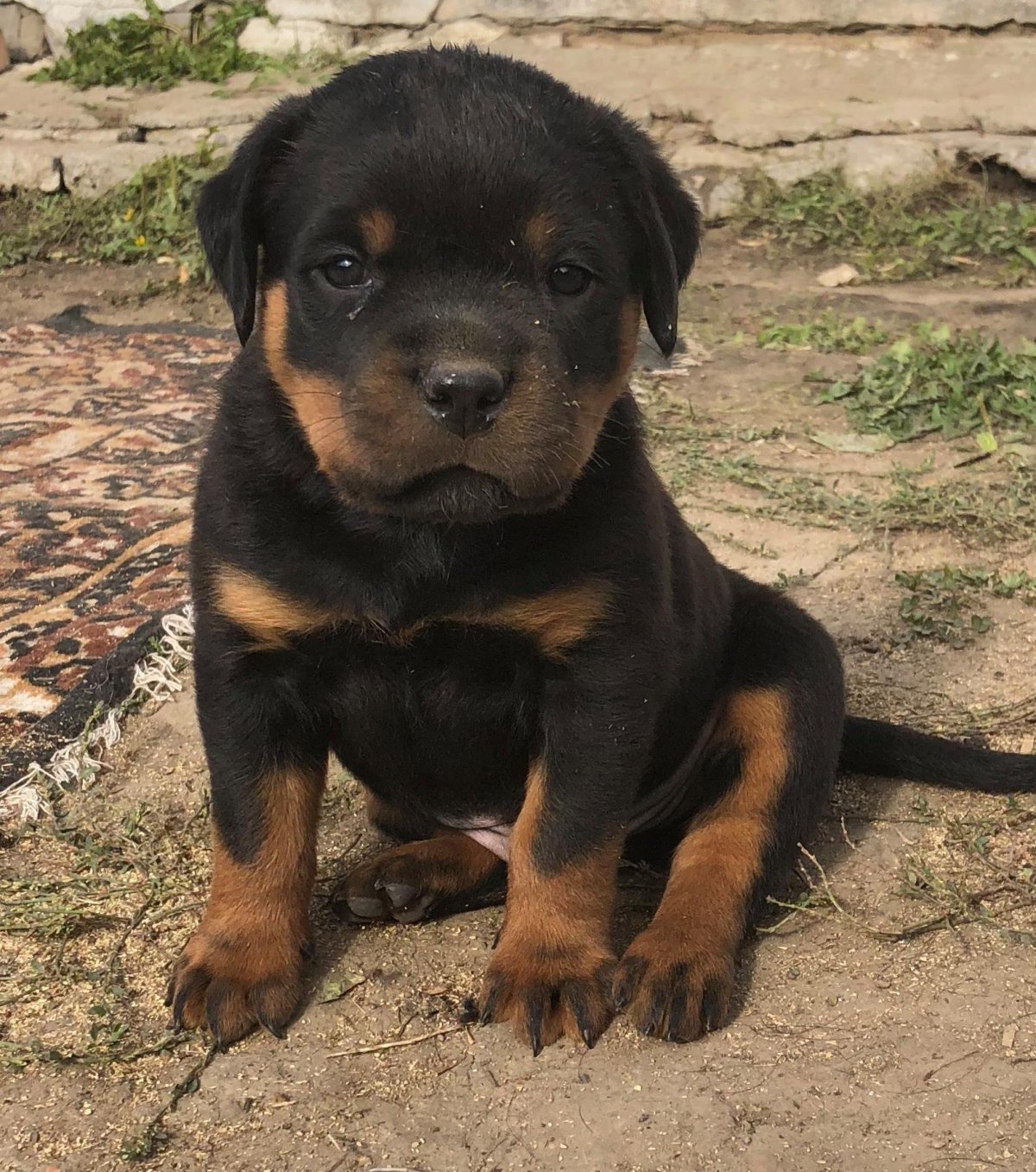 Метис овчарки и ротвейлера 2 месяца