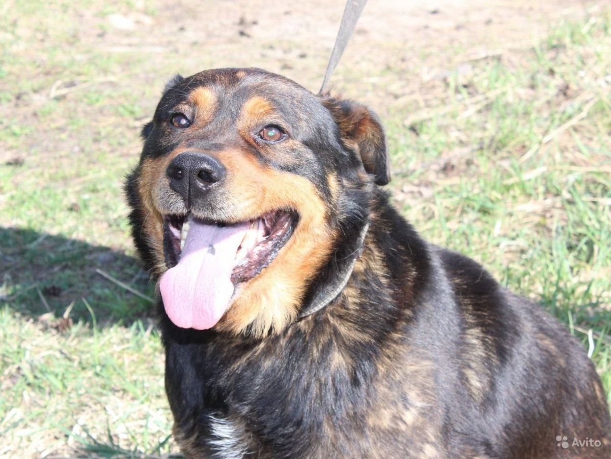 Палевый ротвейлер