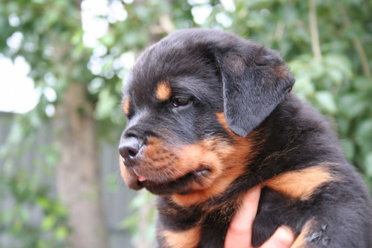 Метис ротвейлера