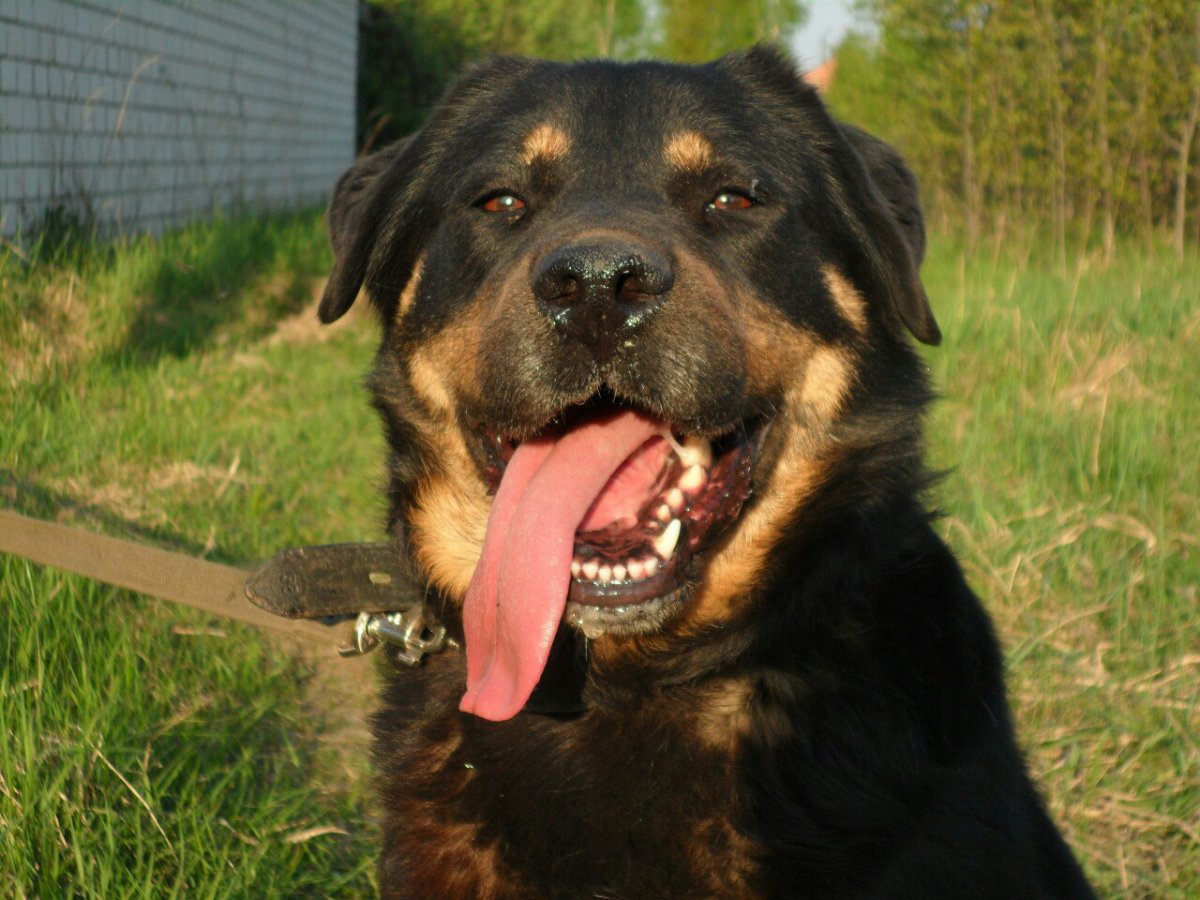 Ротвейлер смесь