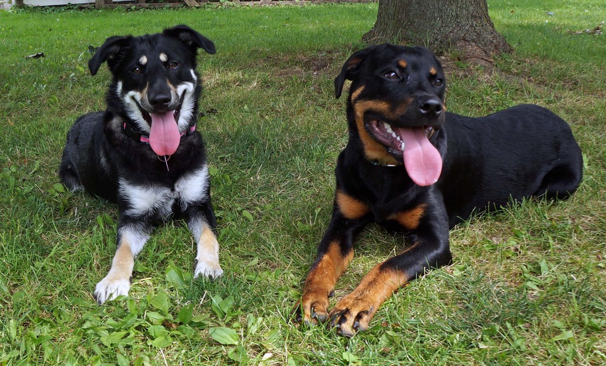 Швейцарский ротвейлер