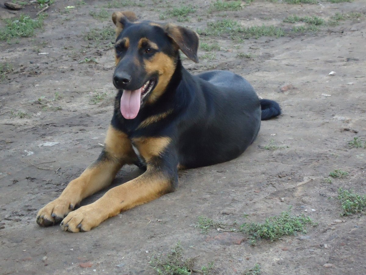 Ротвейлер дог Breed