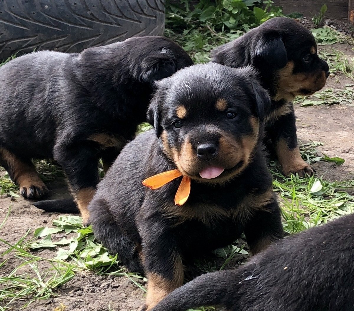 Щенки метисы ротвейлера