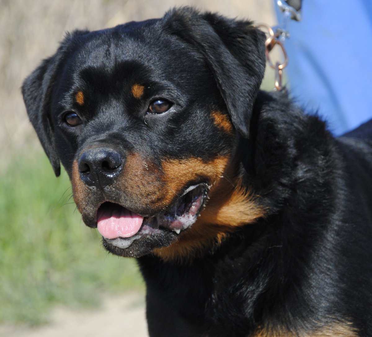 Rottweiler vs Doberman