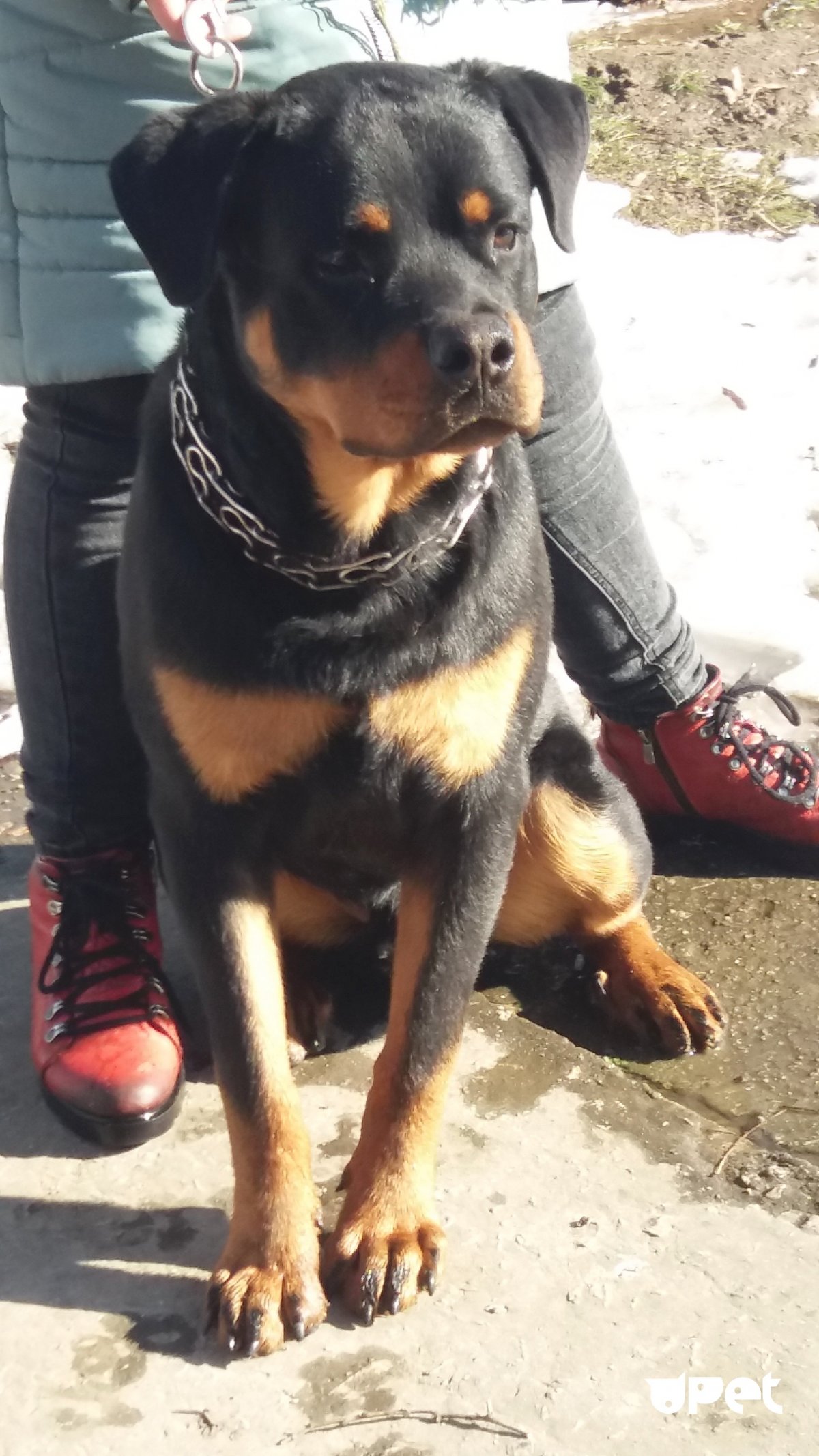 Метис ротвейлера и лайки