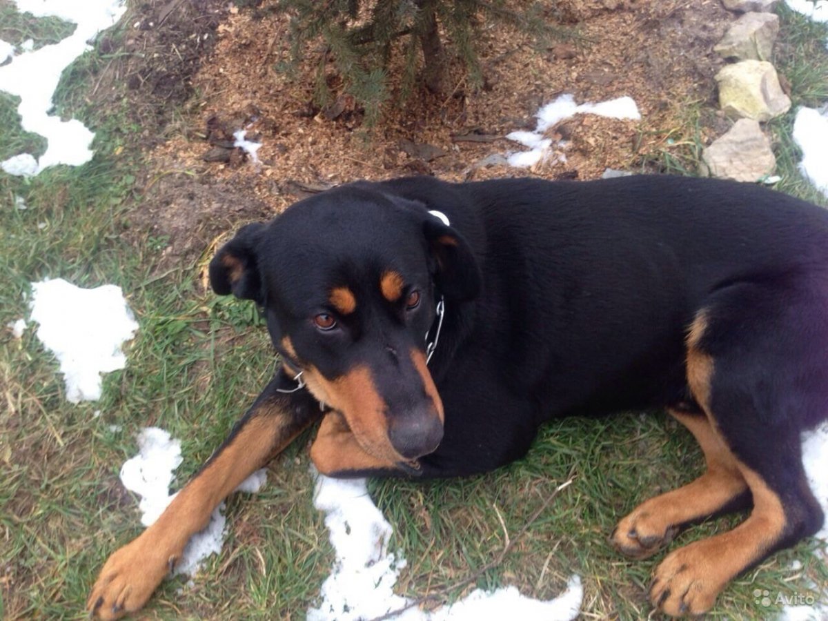 2015г ротвейлер терьер такса Екатеринбург май Бабушкина 2 ОКЕЙТЦ