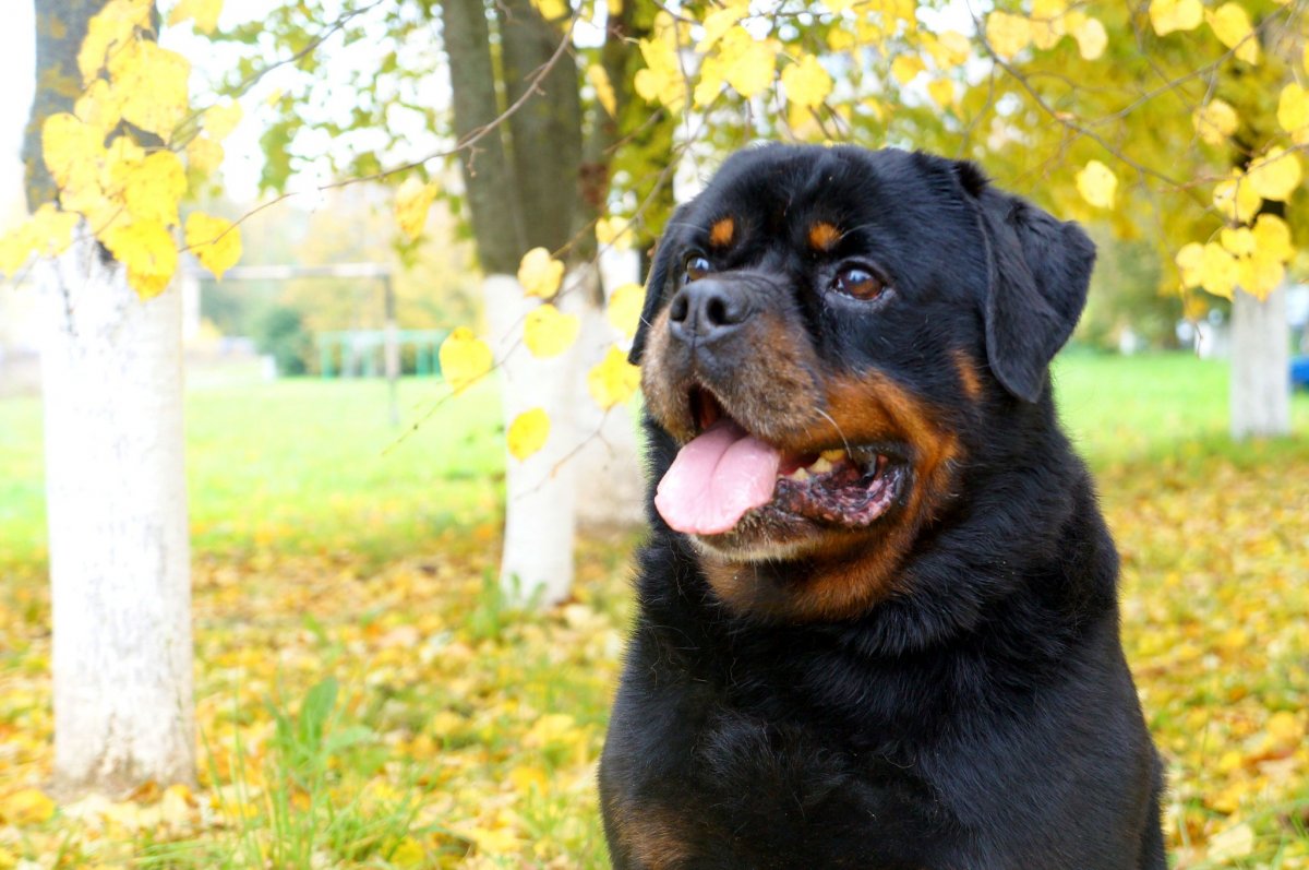 Собака лабрадор ротвейлер цвет