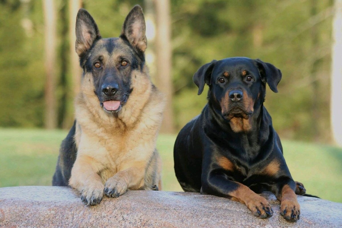Щенки ротвейлера фото 1 месяц