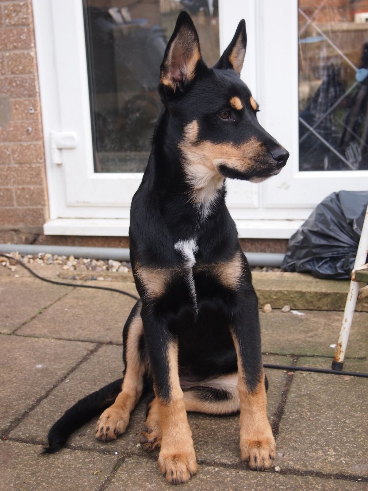 Ротвейлер с голубыми глазами