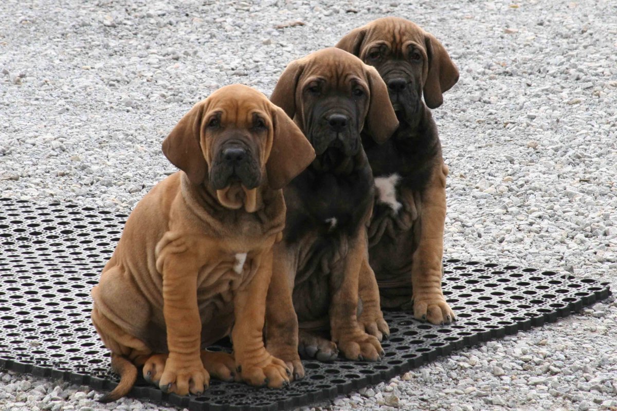 Бразильский мастиф