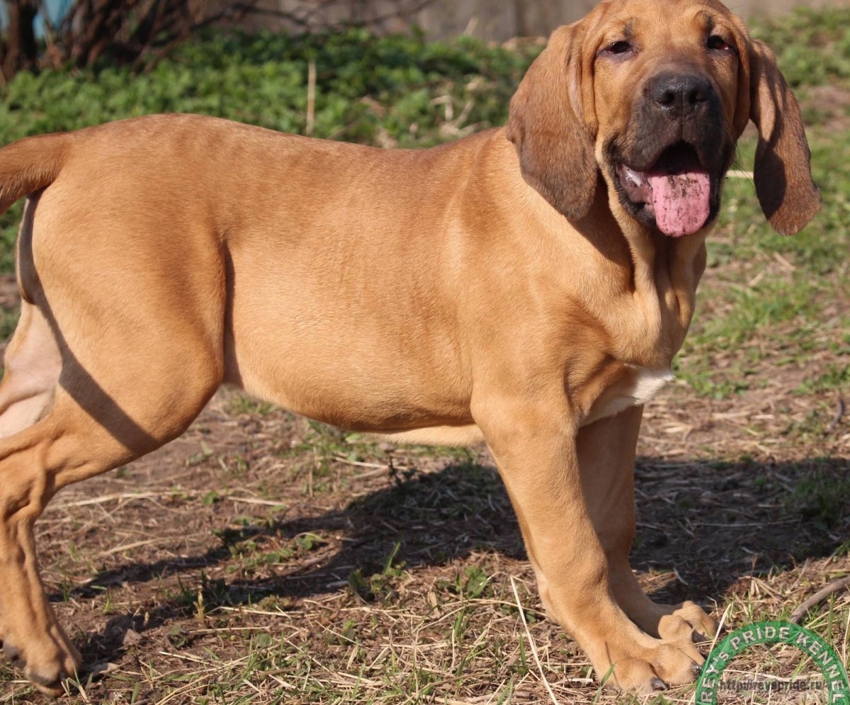 Фила бразилейро+дог