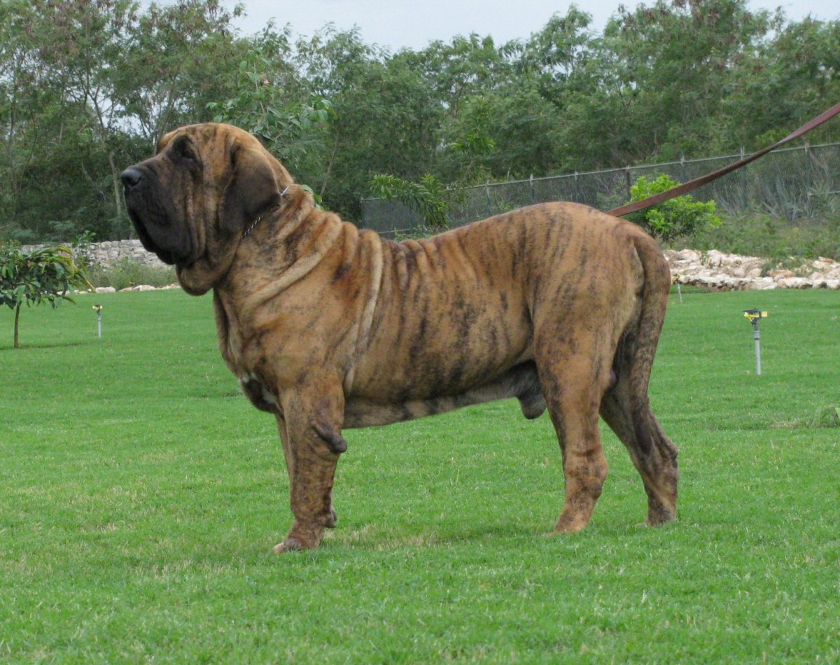 Фила бразилейро