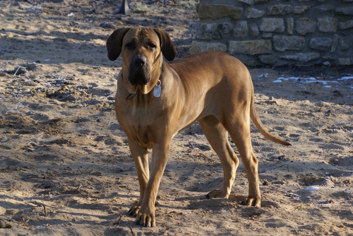 Бразильский мастиф