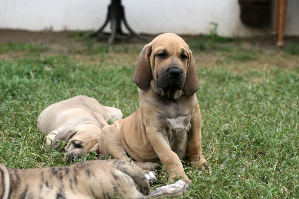 Бразильский мастиф белый