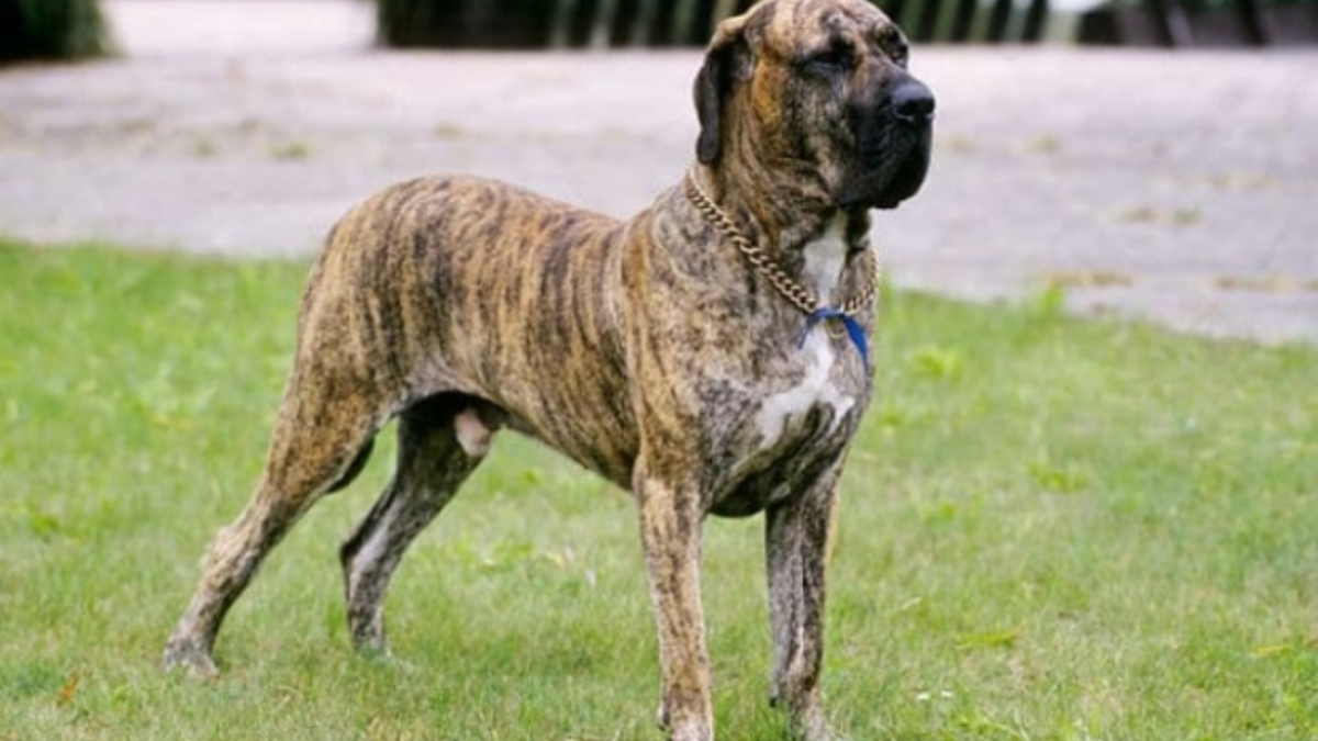 Римский мастиф